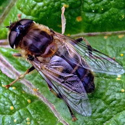 Eristalis pertinax
